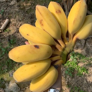 ��Ʒ�㽶�̽����O�����������rˮ����V��С�׽���Ȼ�������l