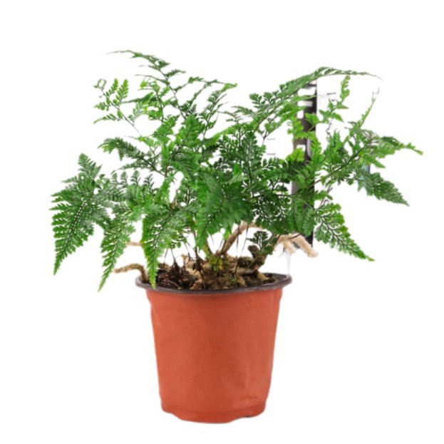 Salón de estar, escritorio de estudio, plantas verdes, resistencia al frío, resistencia a la sombra, fácil mantenimiento de hoja perenne.