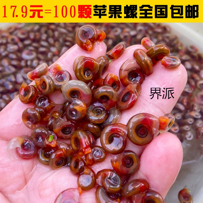 Инструмент для улитки с красным яблоком, удаление улиточных водорослей, улитка, черепаха, голова собаки, натуральная приманка, аквариумный питомец, бесплатная доставка