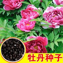�ذ�ĵ���N����ș���N�ӻ������� ���Ի���ֲ�� �̨ͥԺ�ͺ��ͺ�