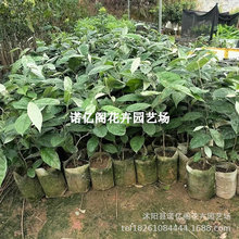 ���̹���޽������ش����������̖���̹�����j�����ϱ���ͥԺ