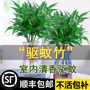 ������ˮ��ֲ�����ԾG�}�����҃Ȼ��r�����B���k���ҾGֲ�lؔ��