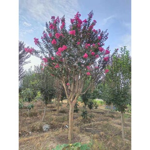 ���l�����t�����ޱĦ����ޱ���ռt��ޱ������ޱ��