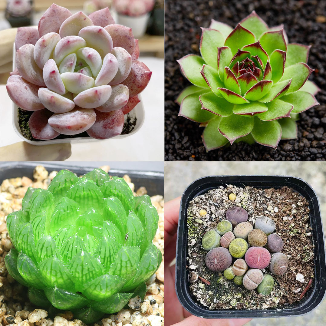 오렌지 먼로 + 관음 연꽃 + 사쿠라 크리스탈 + 에케베리아