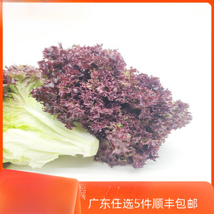 ���r�t�~���� 500�˼t�n�� �tɺ���� �_ɳ�t �_ɯ�t�t߅ ���~����