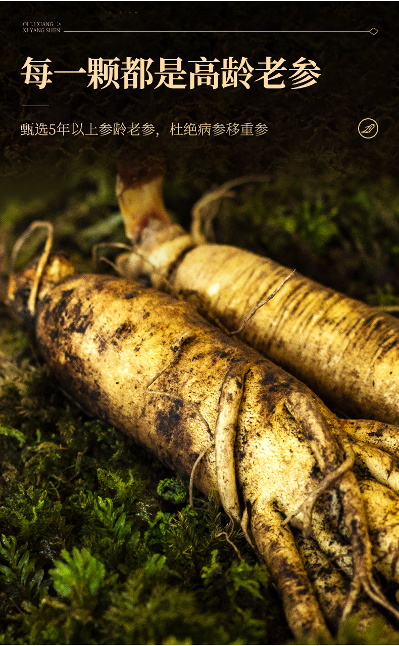 Canadian American Ginseng Root Segments 200g Gift Box 5 Year Round Root Slices for Cooking quality and texture