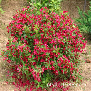 ����\��������ߗU�\����t���ӄe��ͥԺ�ͺ����;G���L������