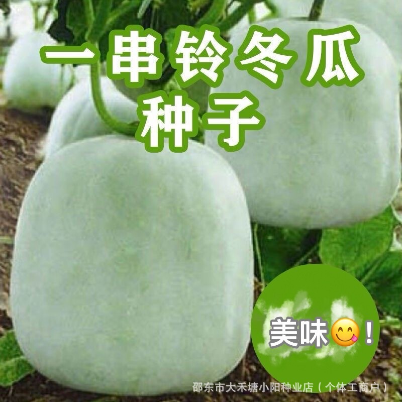 A Bunch of Bell-Shaped Winter Melon Seeds with White and Pink Skin, Mini Small Winter Melon Seeds for All Seasons, Suitable for Courtyard Gardens and Potted Vegetable Planting