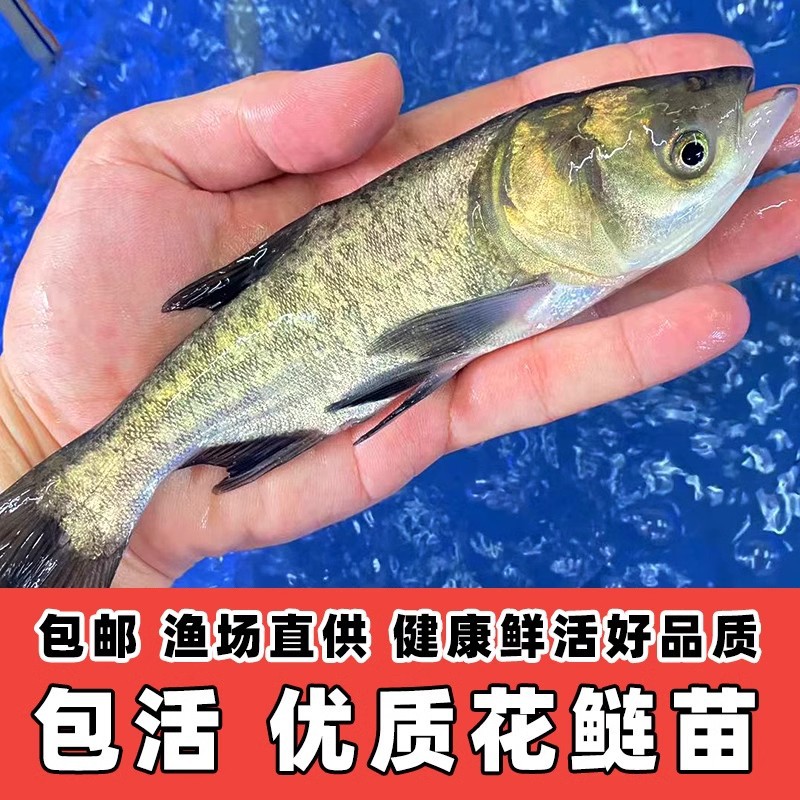 花鲢鱼苗大头鱼苗超大鲢鳙超大大头鱼苗胖头鱼淡水养殖鳙鱼苗食用