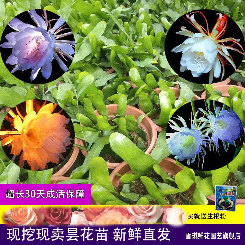 昙花一现昙花苗盆栽净化空气吸客厅卧室花卉绿植叶片有根挖