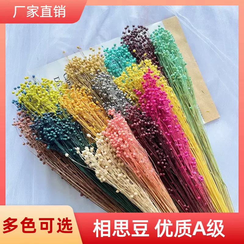 永生花相思豆富贵豆亚麻果胡麻豆云南厂家直销花材干花束家居装饰