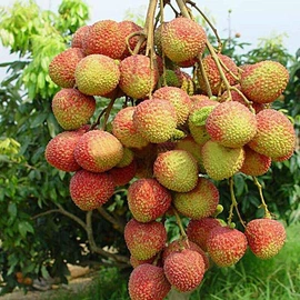 其他药食同源;花果茶;普洱茶