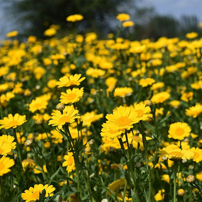 Хризантема Смешанный Цвет Хризантема Весна Семена Хризантемы Сад Цветок Море Четыре Сезона Легко жить Многолетние хризантемы