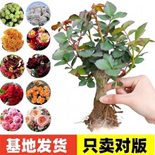 玫瑰老桩当年开花大花浓香月季老根花卉绿植盆栽蔷薇类