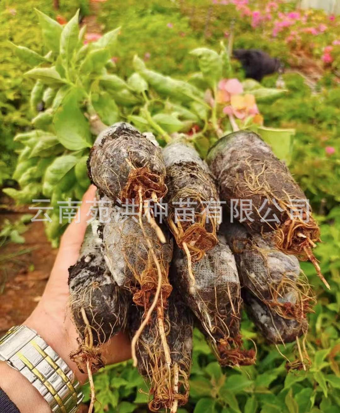 60c97635ee12cf4b5d25b942c0303d