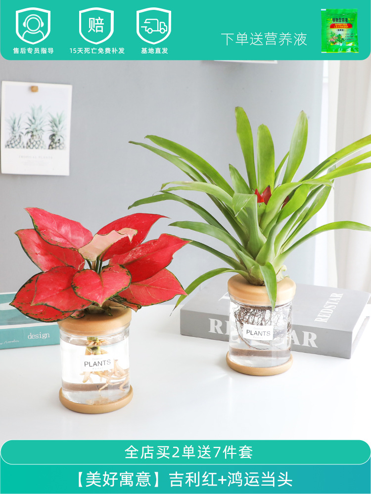 [아름다운 의미] 지리적 붉은색 + 행운을 빌어요 (영양액 보내기)