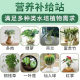 Hydroponic plant water purification tablets deodorization sterilization rich bamboo bowl water lily special water purification flowers preservation tablets