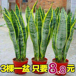 ��߅��Ƥ�m���Ի��ܶ���ˮ��Gֲ���҃��B�k�����ļ����໢�m