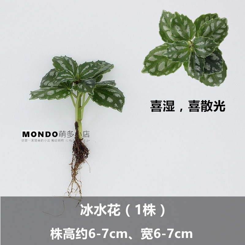 얼음물 꽃 (1 식물)