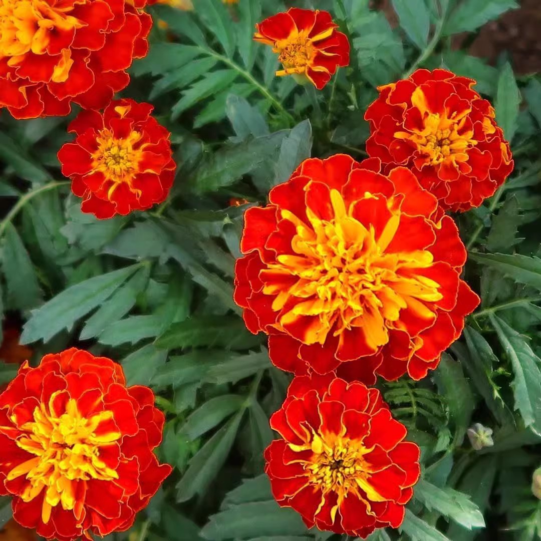 Semillas de flores semillas de cuatro estaciones al por mayor estrella de sol cosmosa de flores