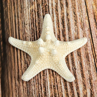 面包海星海螺玩具 馒头海星装饰品 工艺家居装饰白色海星标本批发