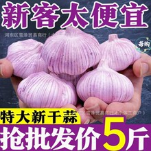 包邮大蒜子5批發斤山东红皮干新大蒜头5斤剥白皮大果干蒜大蒜子