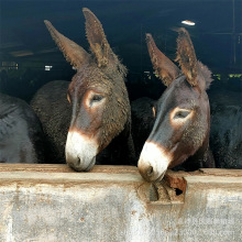 ɽ�|���H�������l�����H�������H������С���H �B�H���ι�B����