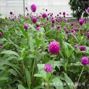千日紅種植 千日紅種植
