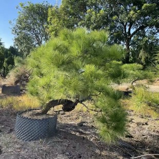 2411 Nursery Supply Shaped Mountain Pine Height 2~ 3m Slanted and Curved Rod Rockery Fish Pond Landscape
