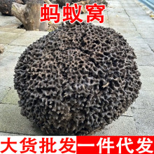 蚂蚁窝 黑蚂蚁窝 白蚂蚁窝 蚂蚁窝泡酒煮水蚂蚁窝批发