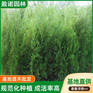 基地批发松柏扁柏松柏树苗宝塔柏枝树龙柏树柏枝树绿化四季青侧柏-阿里巴巴