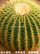 ��̖�����������������҃ȶ���ֲ����������҃ȷ�ݗ�������S��