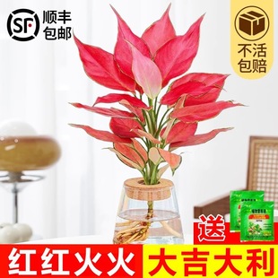 �����tˮ������ʺ��҃�����ֲ��lؔ������ȩС�Gֲ�ļ����B����