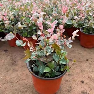 Colorful Trachelospermum Flower Seedlings 12cm Pot Specifications Potted Trachelospermum Chlorophytum All Year Round Hanging Vine Plant