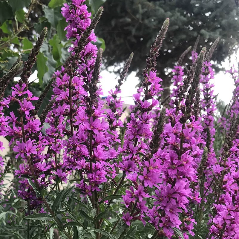 Семена ликрума Саликс мандшурика семена многолетние семена цветов четыре сезона легко жить двор открытый морозостойкие цветочные семена