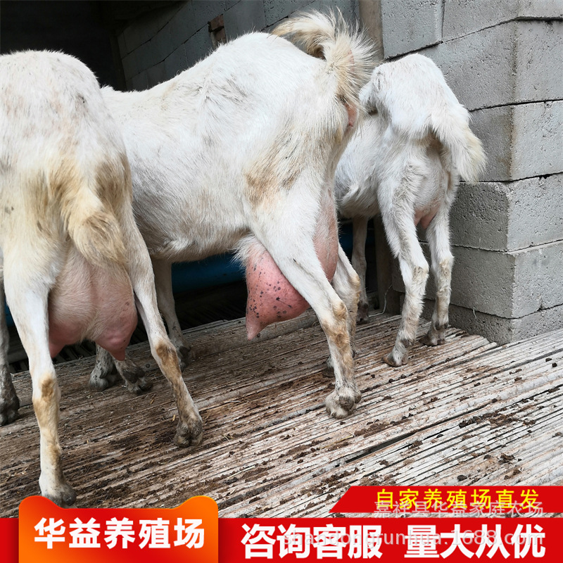 出售奶山羊 莎能奶山羊 关中奶山羊 崂山奶山羊怀孕母羊种羊