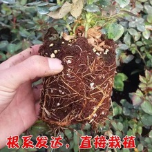 月季花苗四季开花植物特大花卉盆栽绿植四季玫瑰果汁阳台月季小苗