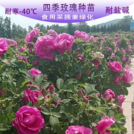 代用/养生茶;花果茶;化妆水爽肤水