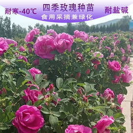 四季玫瑰花苗工程绿化玫瑰苗食用玫瑰花树苗 耐寒耐旱耐盐碱