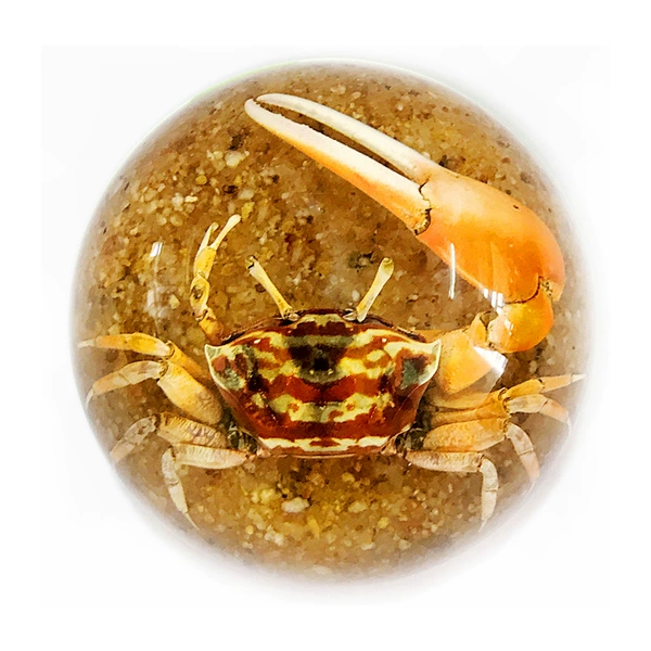 6.4cm Semi-circle Beach Licai Fiddler Crab
