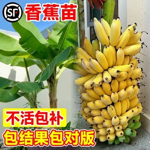 Banana Saplings Potted Ground-Planted Banana Pink Banana Cold-Resistant Dwarf Banana Seedlings South and North All Year Round Courtyard Fruit Saplings