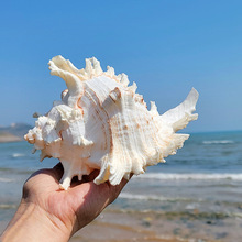 批发天然超大海螺贝壳千手螺海星鱼缸造景居家橱柜摆件海洋标本收