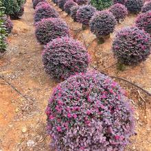 �t���^ľ�����e��ͥԺ�ļ�����G�h�ʲ��~ɫ�K�G��ֲ��t����ľ