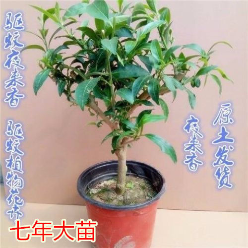 7년생 모종으로 모양이 좋고 가지가 많으며 같은 해에 꽃이 핀다.