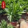 青州盆栽多年生地被假龙头