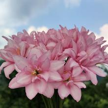 �L���m �ذ� ���m �[�m ��ɏ �²��m �²�ɏ �̨ ��^ �G�� �N��