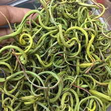 ��ѡ���ڻ�ʯ��Ұ������������ʯΤ����ɽɢװҰ��������������