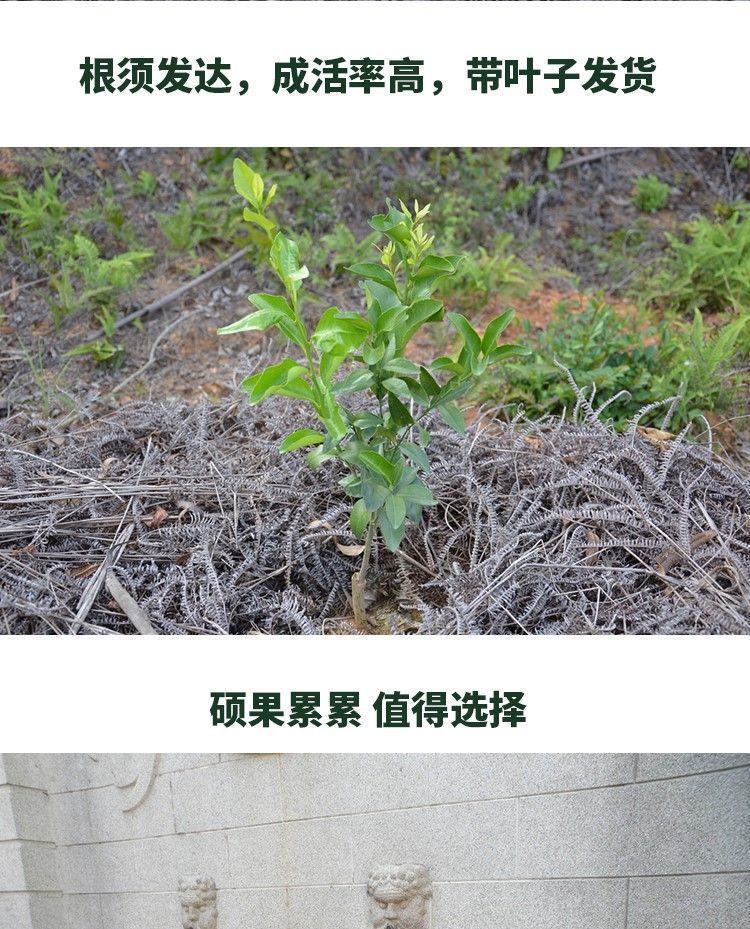 86cb43b1-10f9-4e40-b22a-783934