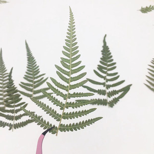 Fern Leaf Baffle Dried Leaves Fern Specimen Handmade diy Photo Frame Decorative Creative Sticker Dried Flower Embossed
