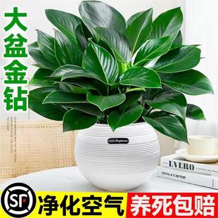 ������ԾG�}�j�҃�ֲ�ﻨ��ˮ��Gֲ�k���Ҷ�����B�׻�����՚�